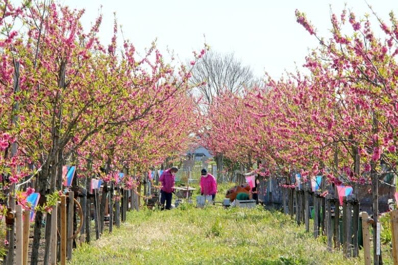 第17回中川やしお花桃まつり