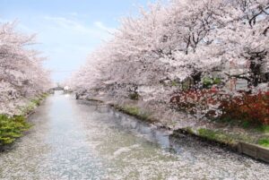 【草加市】春爛漫！約450本の桜並木が彩る「第36回草加さくら祭り」開催！