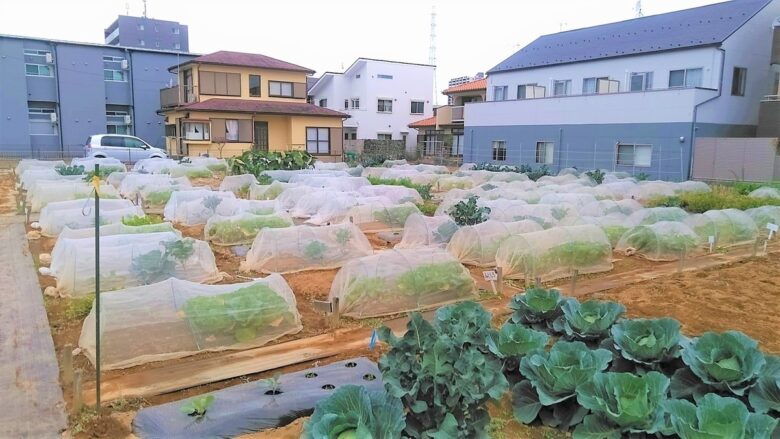 シェア畑 八潮「体験もできる農園見学会」