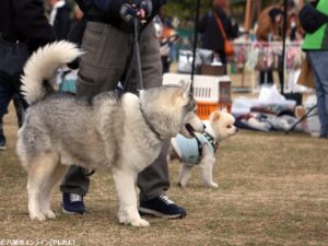 おいしいマルシェ×いぬのおまつり in 草加