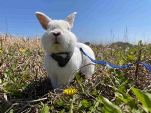 三郷ハウジングステージで「動物ふれあい＆うさんぽ広場」開催　親子で楽しむ無料イベント
