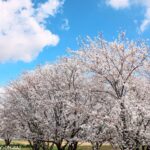 八潮市の桜の絶景、皆さんの写真で紡ぐ物語【写真投稿プロジェクト】ありがとうございました