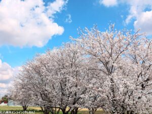 八潮市の桜の絶景、皆さんの写真で紡ぐ物語【写真投稿プロジェクト】ありがとうございました