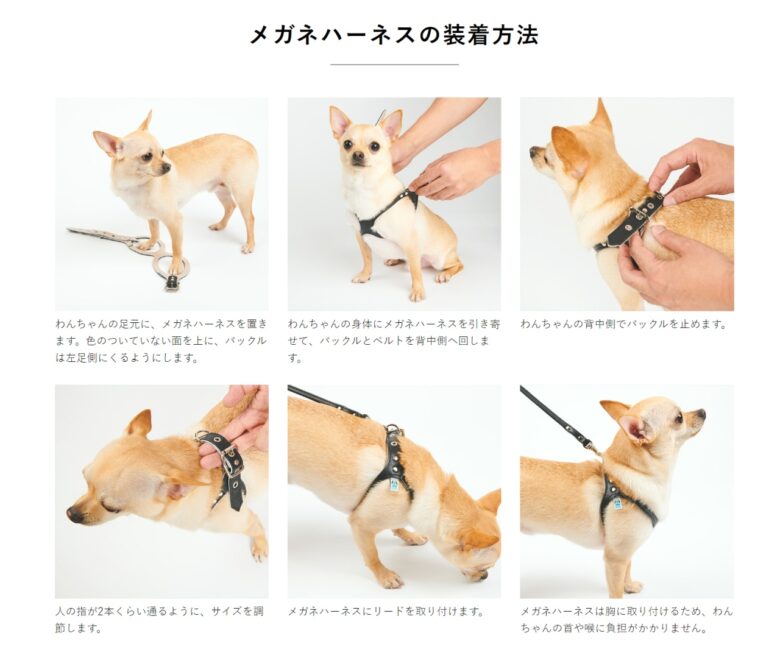 【企業レポート】愛犬家必見！株式会社kazamaの「メガネハーネス」で愛犬ライフをもっと快適に