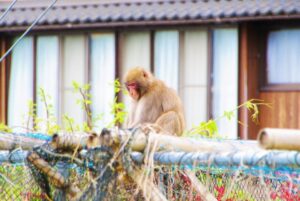 草加市でサルの目撃情報：外出時は警戒を！ 注意喚起 2024/10/9