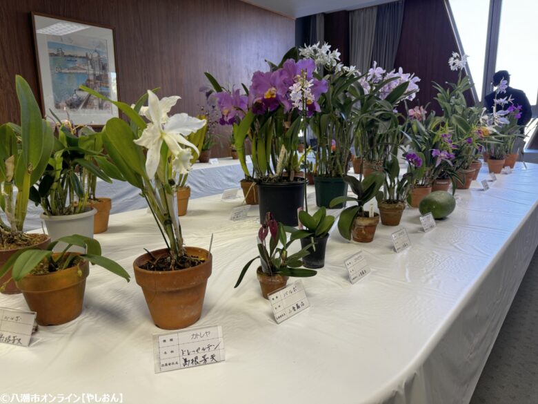 八潮市民文化祭50周年、賑わいと感動の2日間でした