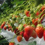 越谷いちごタウンが1月3日より今季営業スタート　12月15日正午から予約受付開始