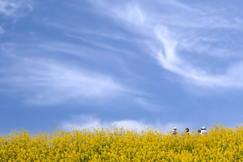 散歩　菜の花　家族