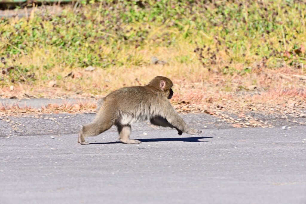 八潮市・足立区で野生猿が目撃される 東綾瀬公園・東京武道館周辺へ