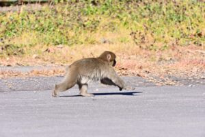 八潮市・足立区で野生猿が目撃される　東綾瀬公園・東京武道館周辺へ移動か