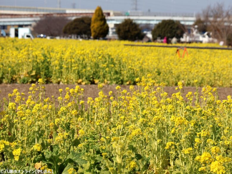 地域を想う清掃活動「夢拾い」開催！ 〜八潮市の人々が力を合わせた一日