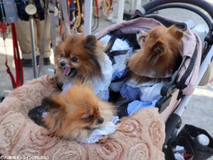 春の草加で“おいしい”と“ワンちゃん”が出会う2日間　「おいしいマルシェ×いぬのおまつり in 草加」