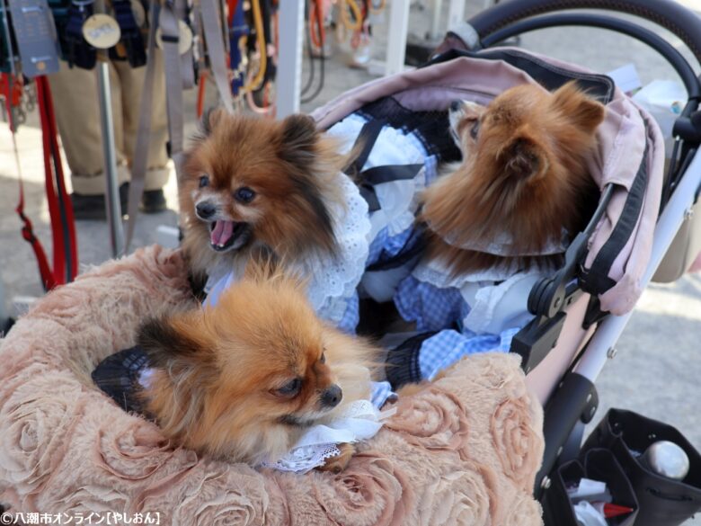 草加市で開催!愛犬と楽しむ「おいしいマルシェ×いぬのおまつり in 草加」レポート