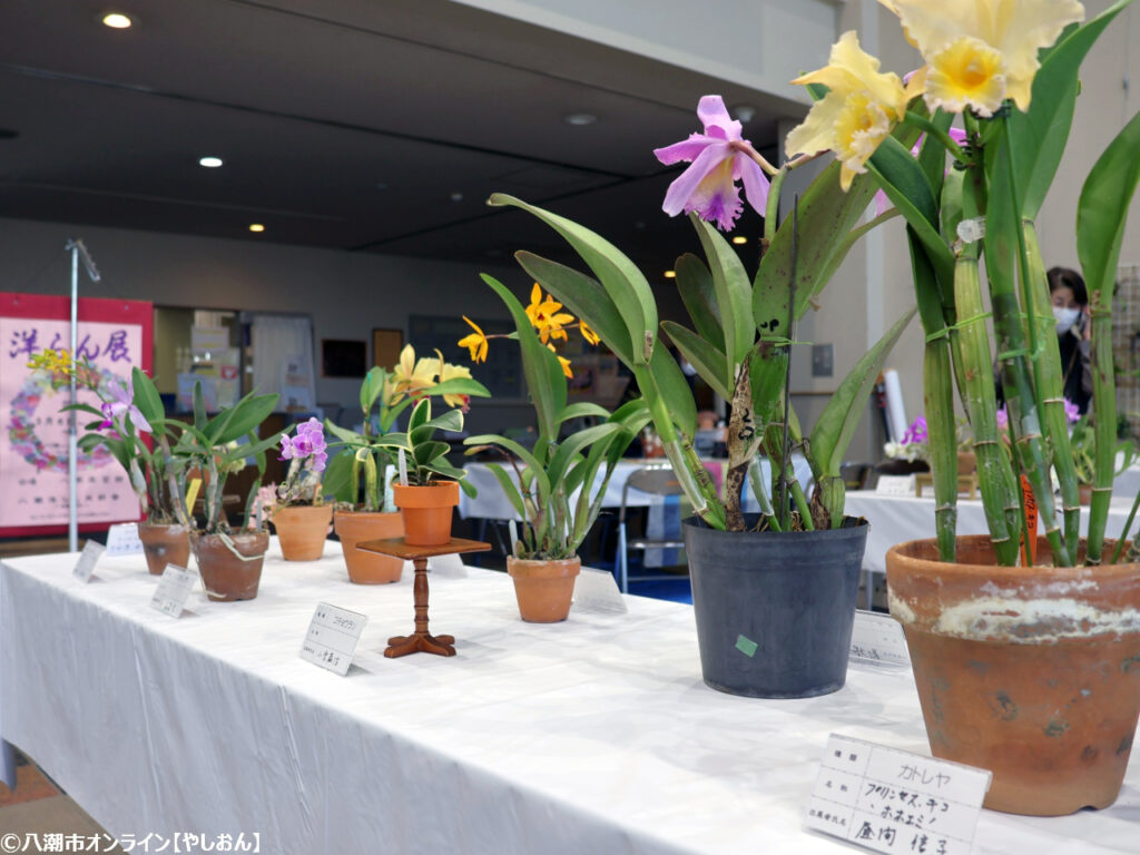 リニューアル前の楽習館で最後の開催 第27回やしお洋らん展｜八潮市