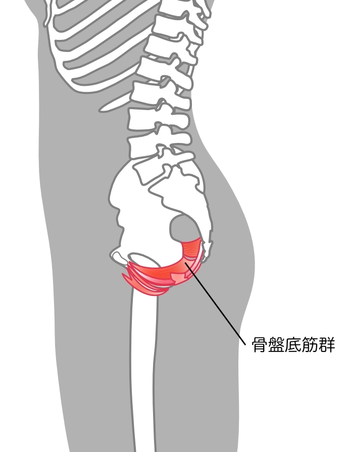 骨盤底筋