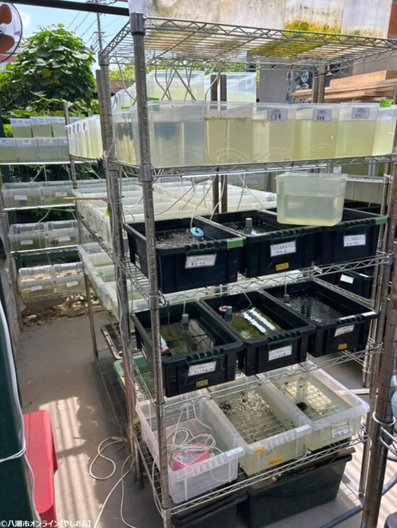 敷地内の水槽で育てているメダカは90種類以上 はなもも