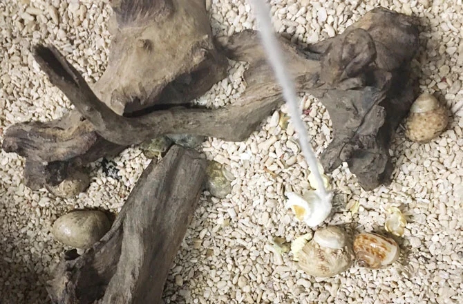 オカヤドカリを釣っているところ