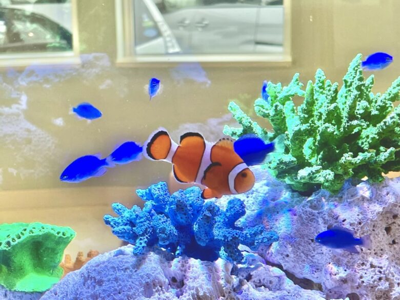 三郷ハウジングステージでサメにふれあえる!「海のいきもの移動水族館」が登場!