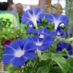 八潮市・大原地区で40年以上続く「朝顔コンクール」開催　地域の絆を咲かせる花々が勢ぞろい