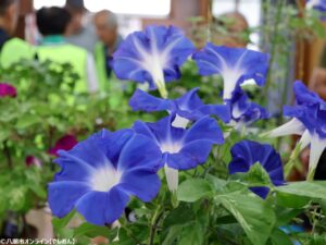 八潮市・大原地区で40年以上続く「朝顔コンクール」開催　地域の絆を咲かせる花々が勢ぞろい