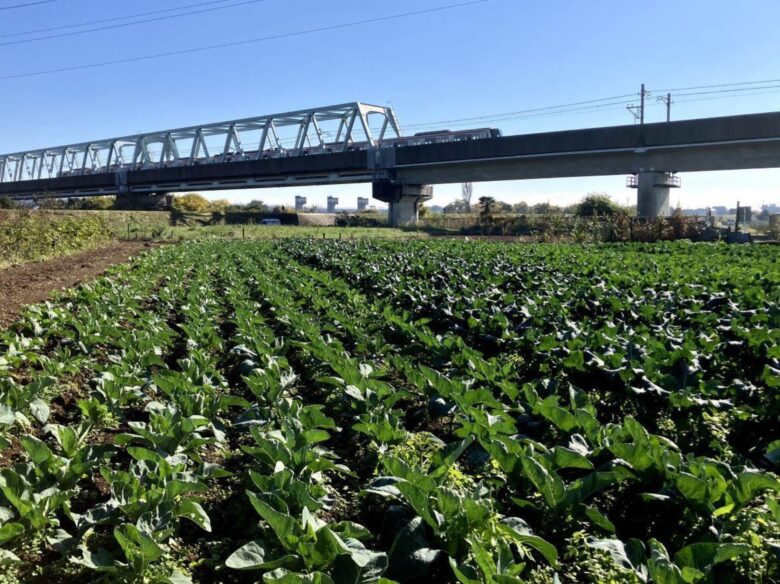 八潮の冬畑から食卓へ――佐藤農園が届ける旬の彩り野菜たち