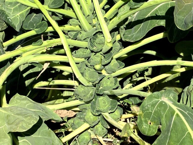 八潮の冬畑から食卓へ――佐藤農園が届ける旬の彩り野菜たち