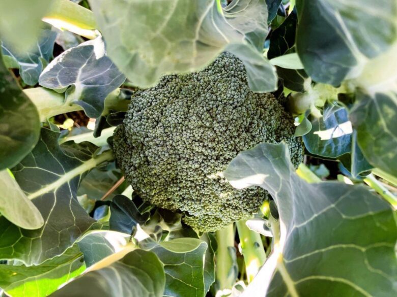 八潮の冬畑から食卓へ――佐藤農園が届ける旬の彩り野菜たち