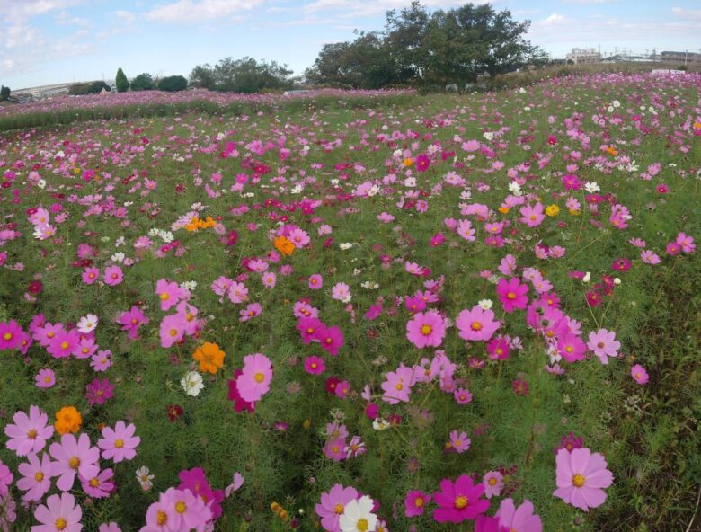 中川やしおフラワーパーク コスモス