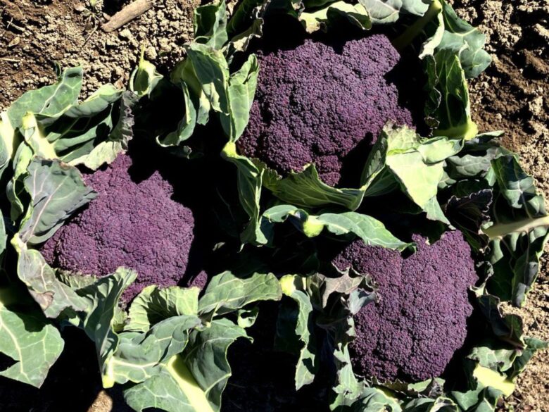 八潮の冬畑から食卓へ――佐藤農園が届ける旬の彩り野菜たち