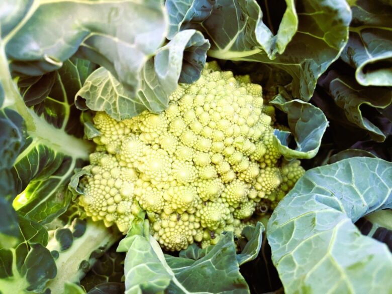 八潮の冬畑から食卓へ――佐藤農園が届ける旬の彩り野菜たち