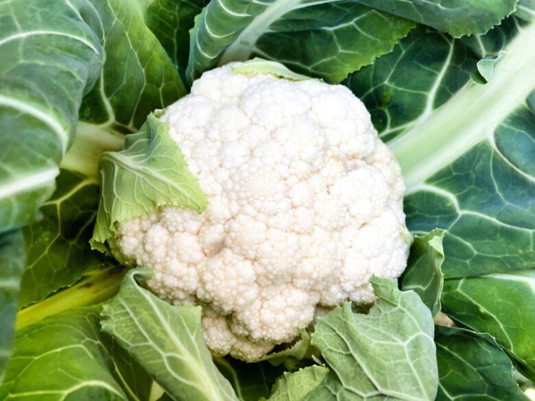 八潮の冬畑から食卓へ――佐藤農園が届ける旬の彩り野菜たち