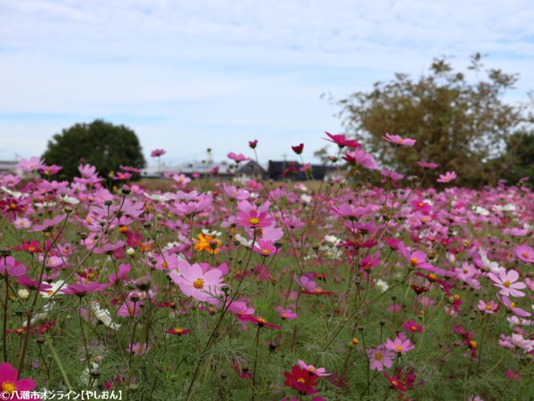 八潮の秋を満喫！家族で楽しむ「コスモスワークランド」が開催　職業体験やコスモス摘みでにぎわう一日