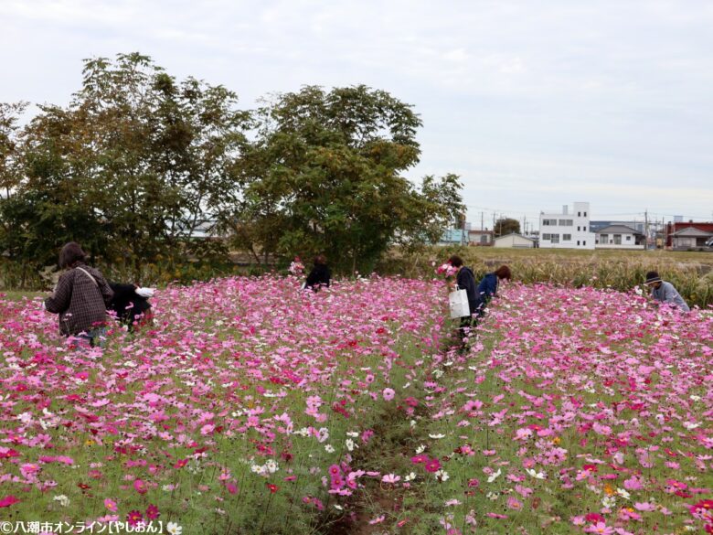 八潮の秋を満喫！家族で楽しむ「コスモスワークランド」が開催　職業体験やコスモス摘みでにぎわう一日