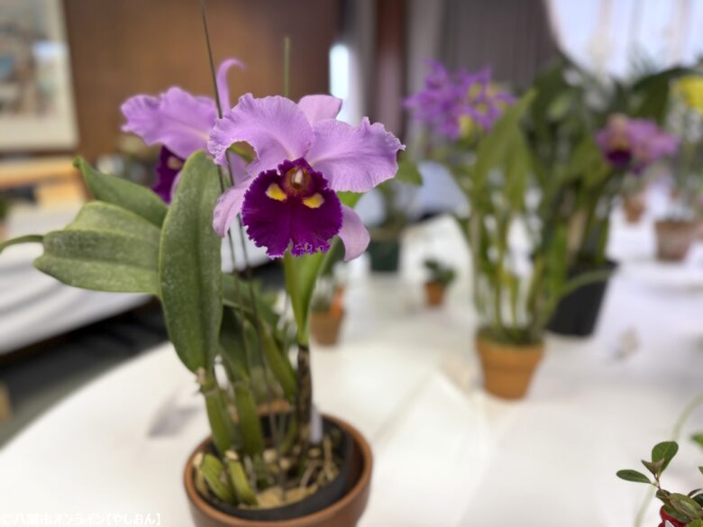 市民の文化が躍動!「第51回八潮市民文化祭」八潮メセナで開催、多彩な発表と交流の2日間