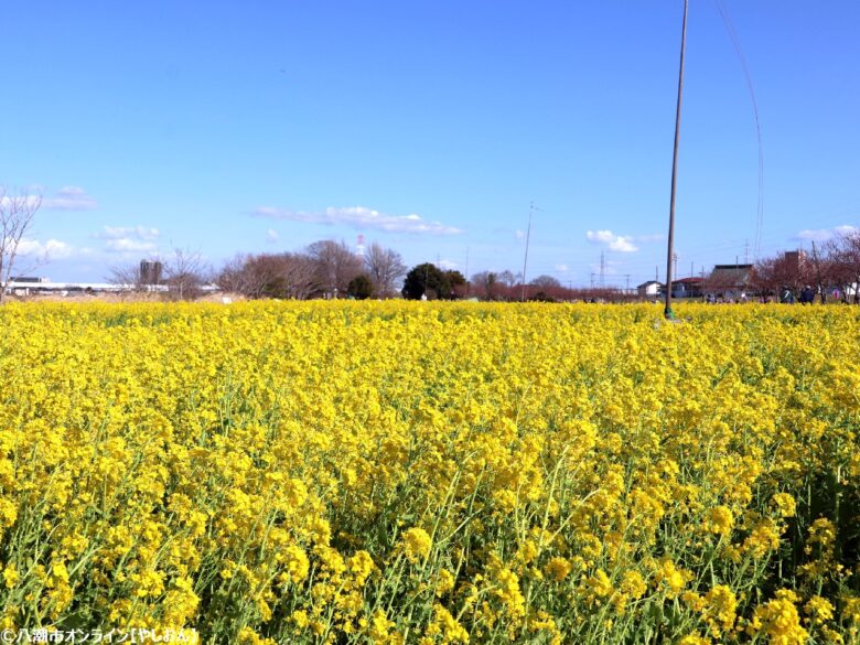 中川河川敷に春の黄色いじゅうたん やしおフラワーパークで菜の花10万本が満開へ