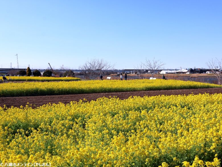 中川河川敷に春の黄色いじゅうたん やしおフラワーパークで菜の花10万本が満開へ