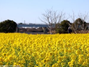 中川河川敷に春の黄色いじゅうたん　やしおフラワーパークで菜の花10万本が満開へ