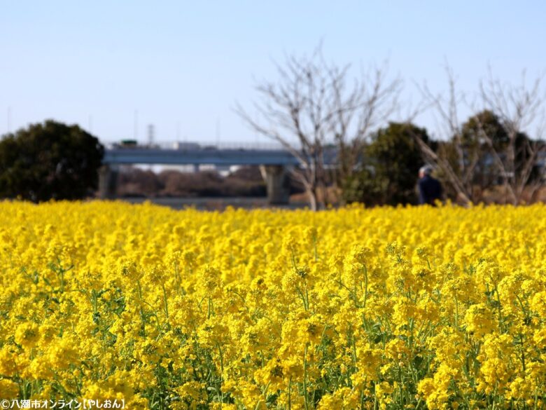 中川河川敷に春の黄色いじゅうたん やしおフラワーパークで菜の花10万本が満開へ
