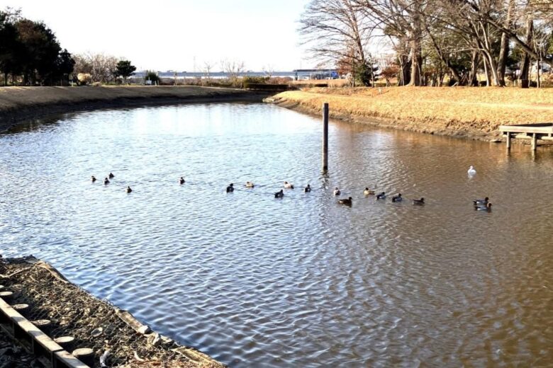 【八潮市】花桃・菜の花・ネモフィラ…四季で巡る中川やしおフラワーパーク