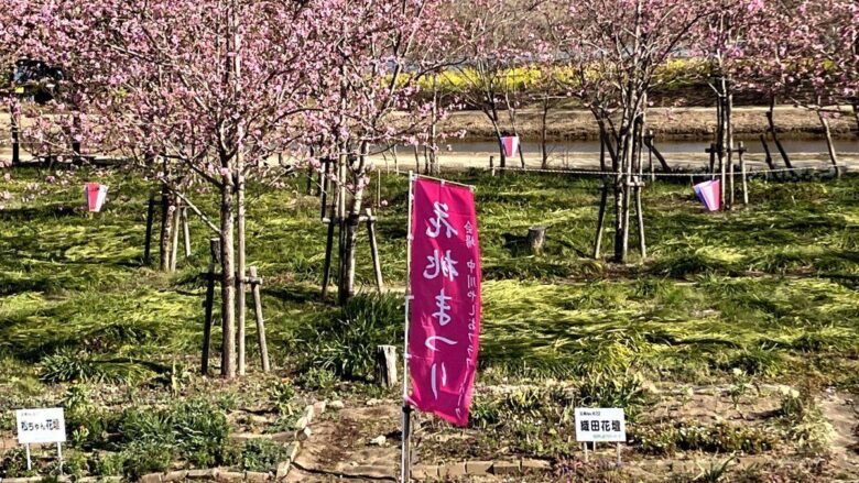 【八潮市】花桃・菜の花・ネモフィラ…四季で巡る中川やしおフラワーパーク