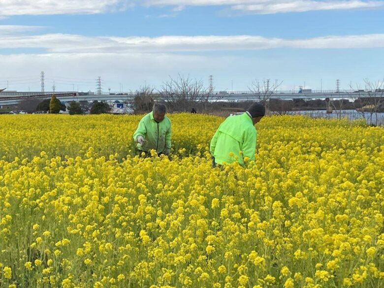【八潮市】花桃・菜の花・ネモフィラ…四季で巡る中川やしおフラワーパーク