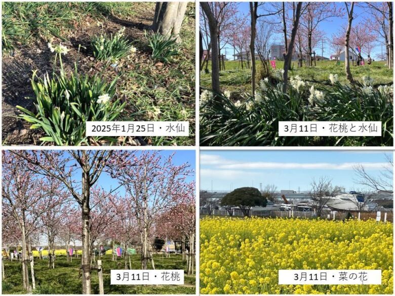 【八潮市】花桃・菜の花・ネモフィラ…四季で巡る中川やしおフラワーパーク