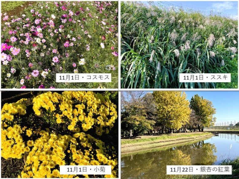 【八潮市】花桃・菜の花・ネモフィラ…四季で巡る中川やしおフラワーパーク