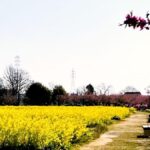 【八潮市】花桃・菜の花・ネモフィラ…四季で巡る中川やしおフラワーパーク【過去記事】