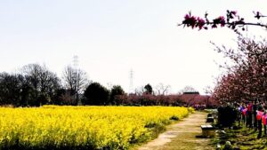 【八潮市】花桃・菜の花・ネモフィラ…四季で巡る中川やしおフラワーパーク【過去記事】