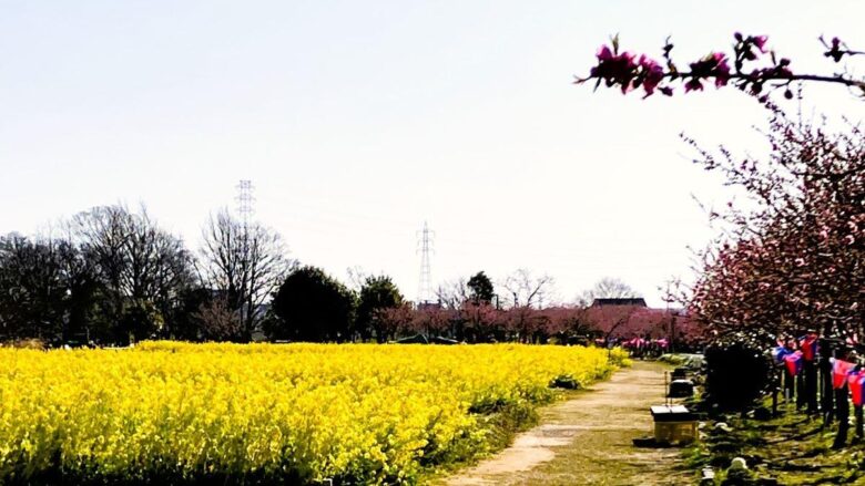 【八潮市】花桃・菜の花・ネモフィラ…四季で巡る中川やしおフラワーパーク