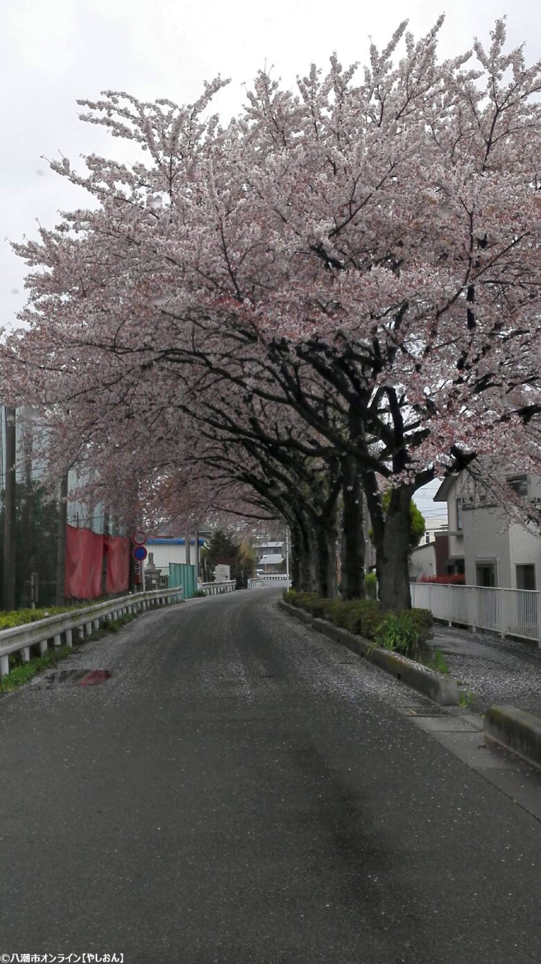 2026年 八潮周辺の桜開花予測 見ごろ時期とおすすめお花見スポットまとめ
