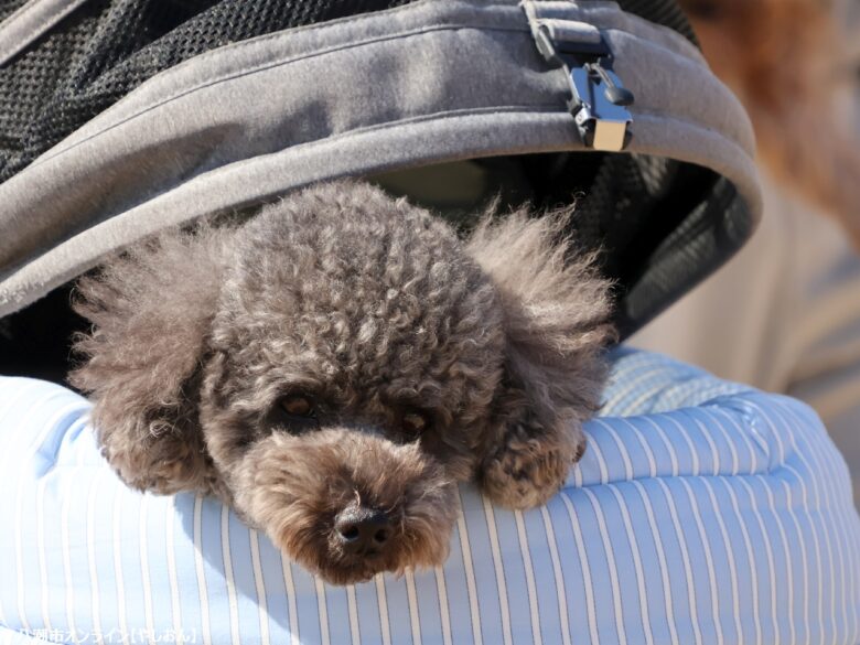 春の草加で愛犬と楽しむ2日間　「おいしいマルシェ×いぬのおまつり in 草加」レポート