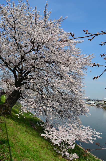 2026年 八潮周辺の桜開花予測 見ごろ時期とおすすめお花見スポットまとめ