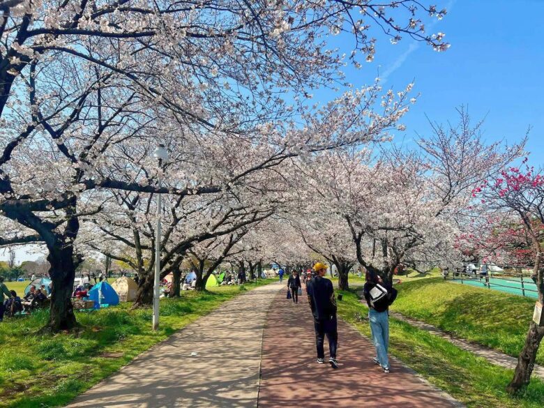 越谷公園さくらまつり初開催！約200本の桜と多彩イベントで春を満喫【2026】